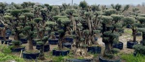 Kırkıcı Fidancılık tropik bitkilerin yanı sıra her çeşit turunçgil çeşidini bulunduruyor.  