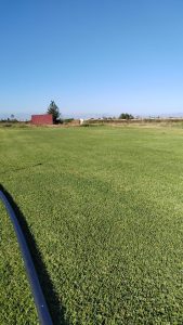 Zoysia