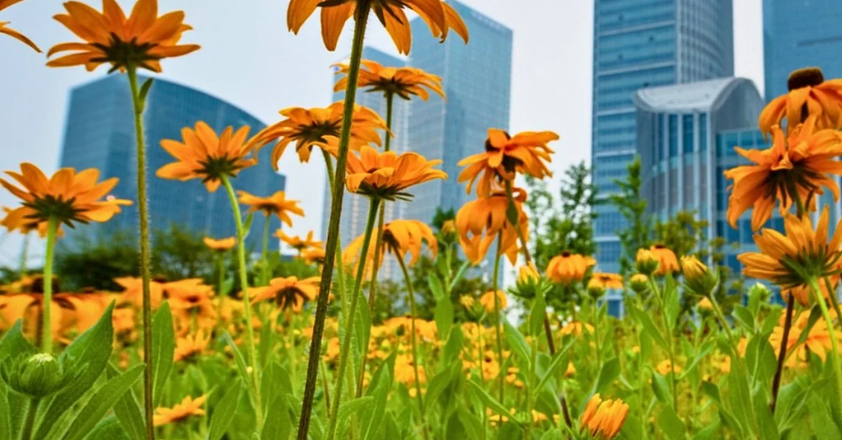 Landscape plants in green cities like Paris and Montreal for AIPH World Green City Awards 2026.