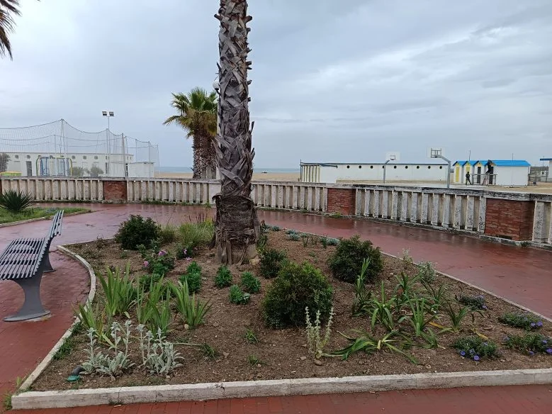 İtalya Giulianova Teramo kentsel ağaçlandırma ve Parco Italia projesi kapsamında dikilen fidanlar.
