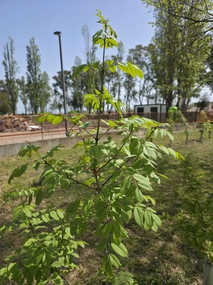 İtalya Giulianova Teramo'da Parco Italia projesi kapsamında dikilen 3.600 fidan ve kentsel ağaçlandırma çalışması.