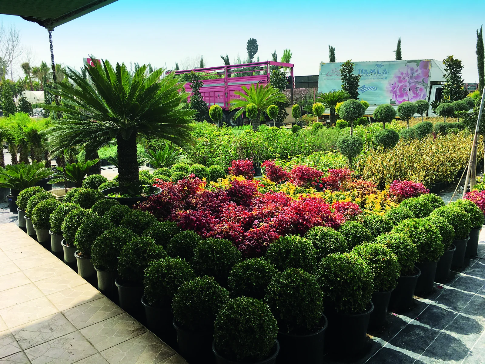 Antalya peyzaj bitkisi üretimi, Seki Damla yöneticileri Orhan Çelik ve Hüseyin Eroğlu.
