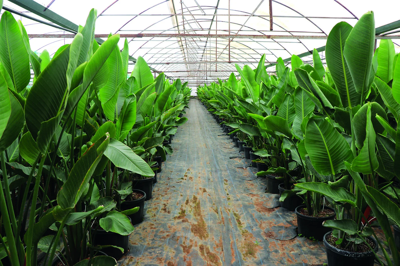 Antalya'da peyzaj bitkisi üreticileri Orhan Çelik ve Hüseyin Eroğlu Floraexpo fuarında.