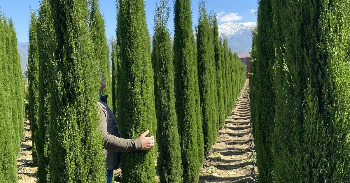 Dundar garden ozel bitkisel uretim Dündar Garden özel bitkisel üretim tesisinde yetiştirilen saksılı bitki çeşitleri.