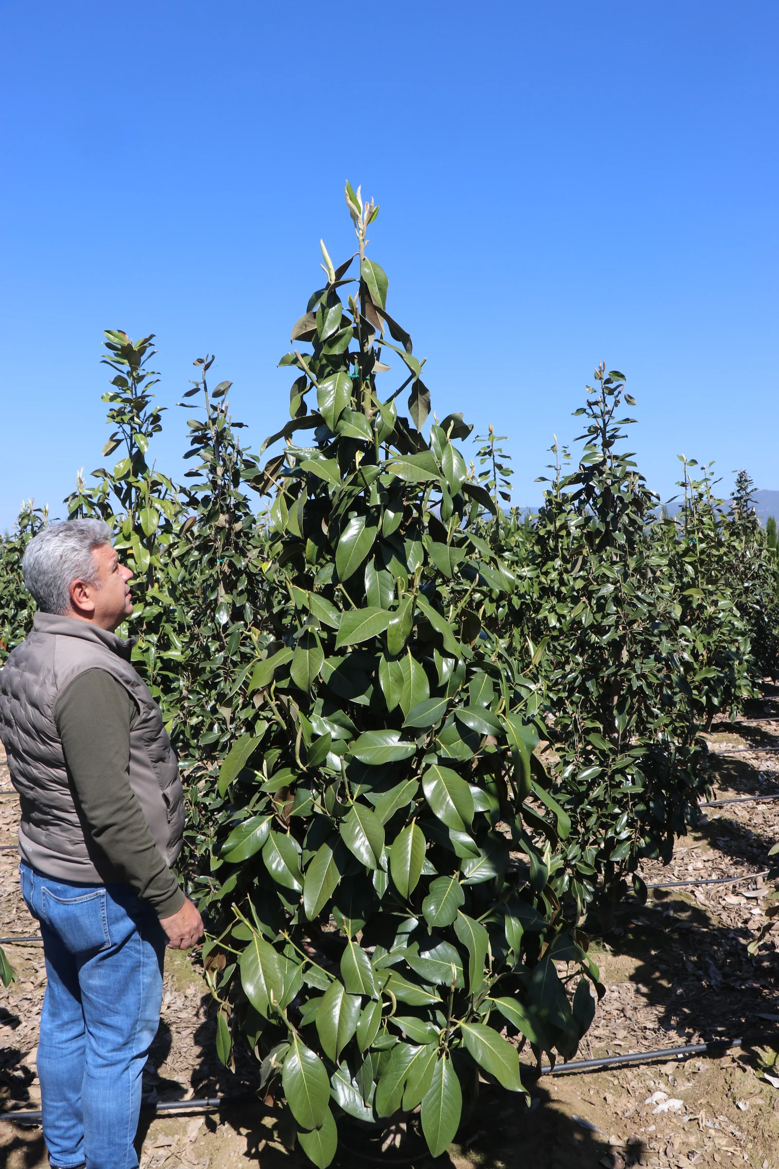 Dündar Garden özenli bitki üretimi ve peyzaj bitkileri