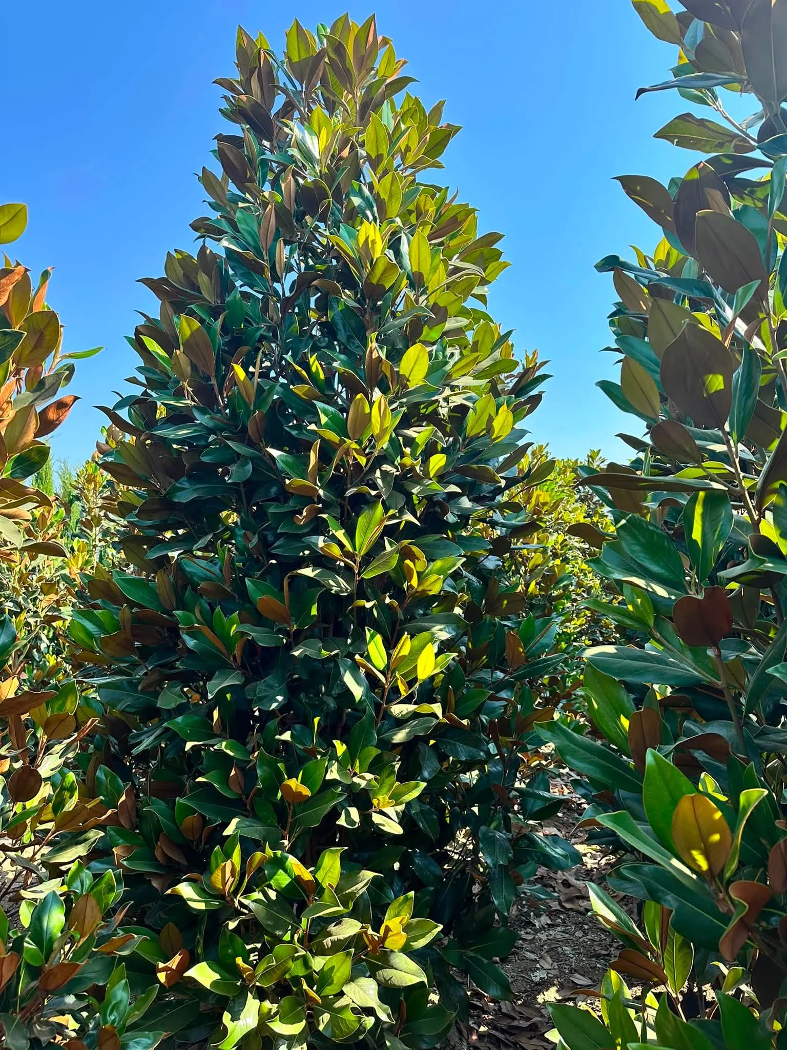 Dündar Garden özel ve özenli bitki üretimi