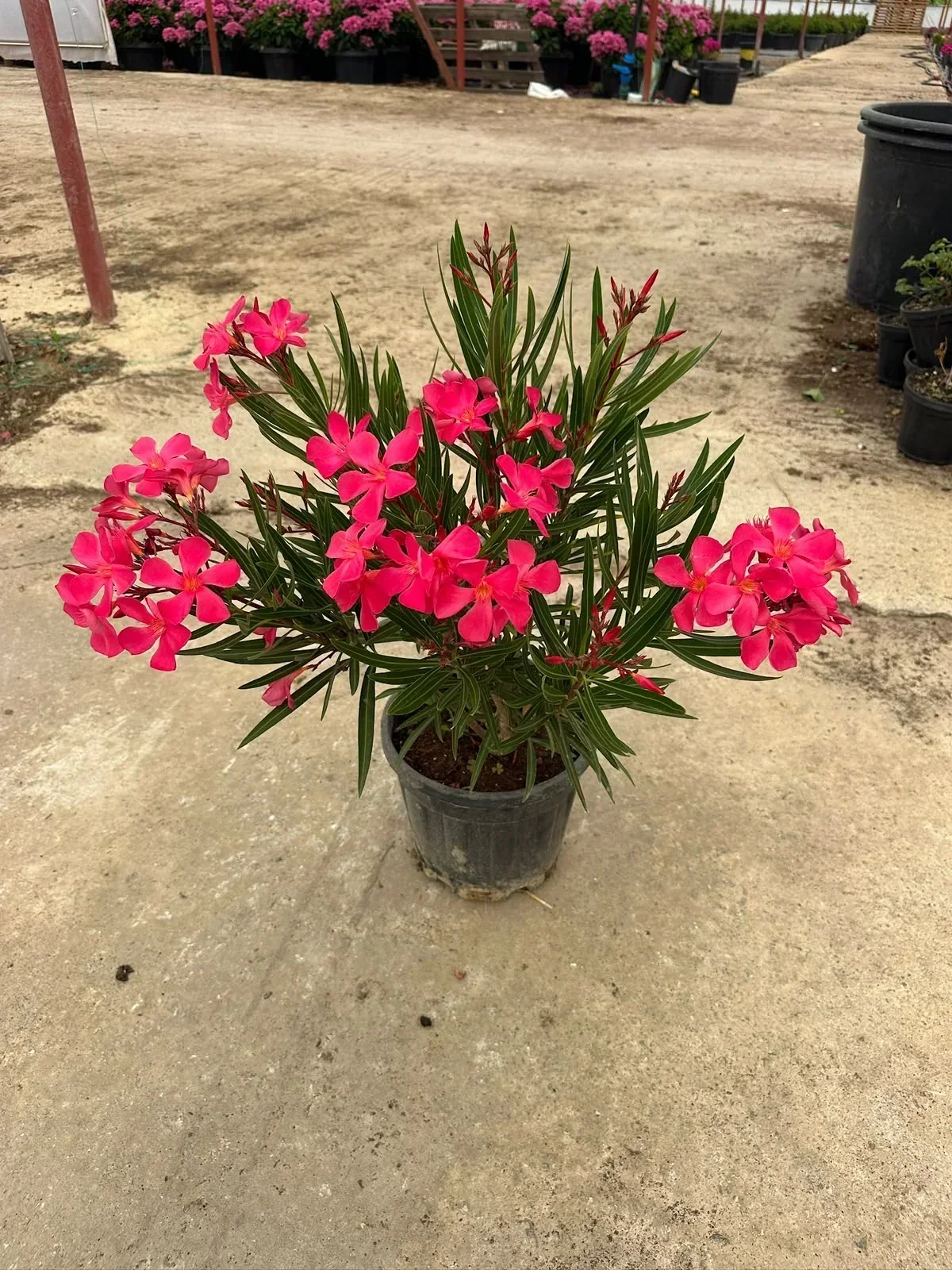 Sera Flora bünyesinde yetiştirilen rengarenk Bougainvillea begonvil çeşitleri