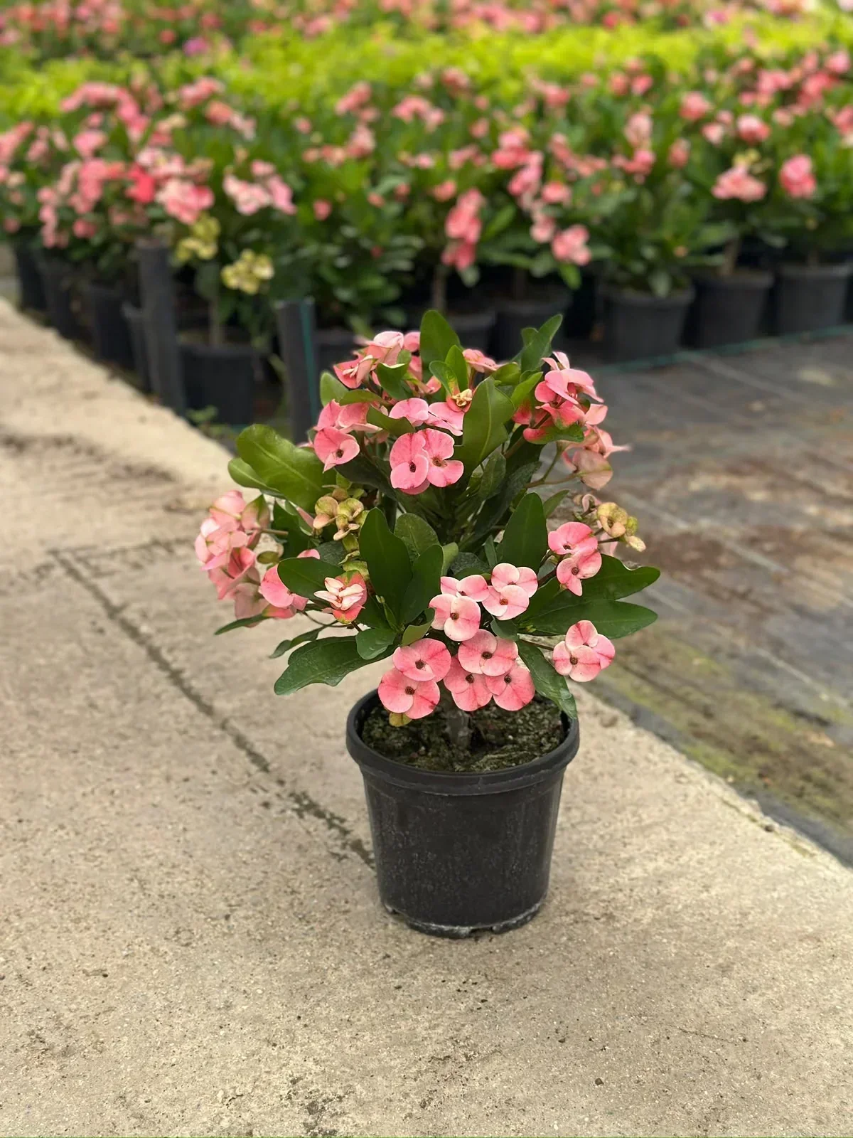 Sera Flora üretimi renkli Bougainvillea begonvil bitkisi çeşitleri