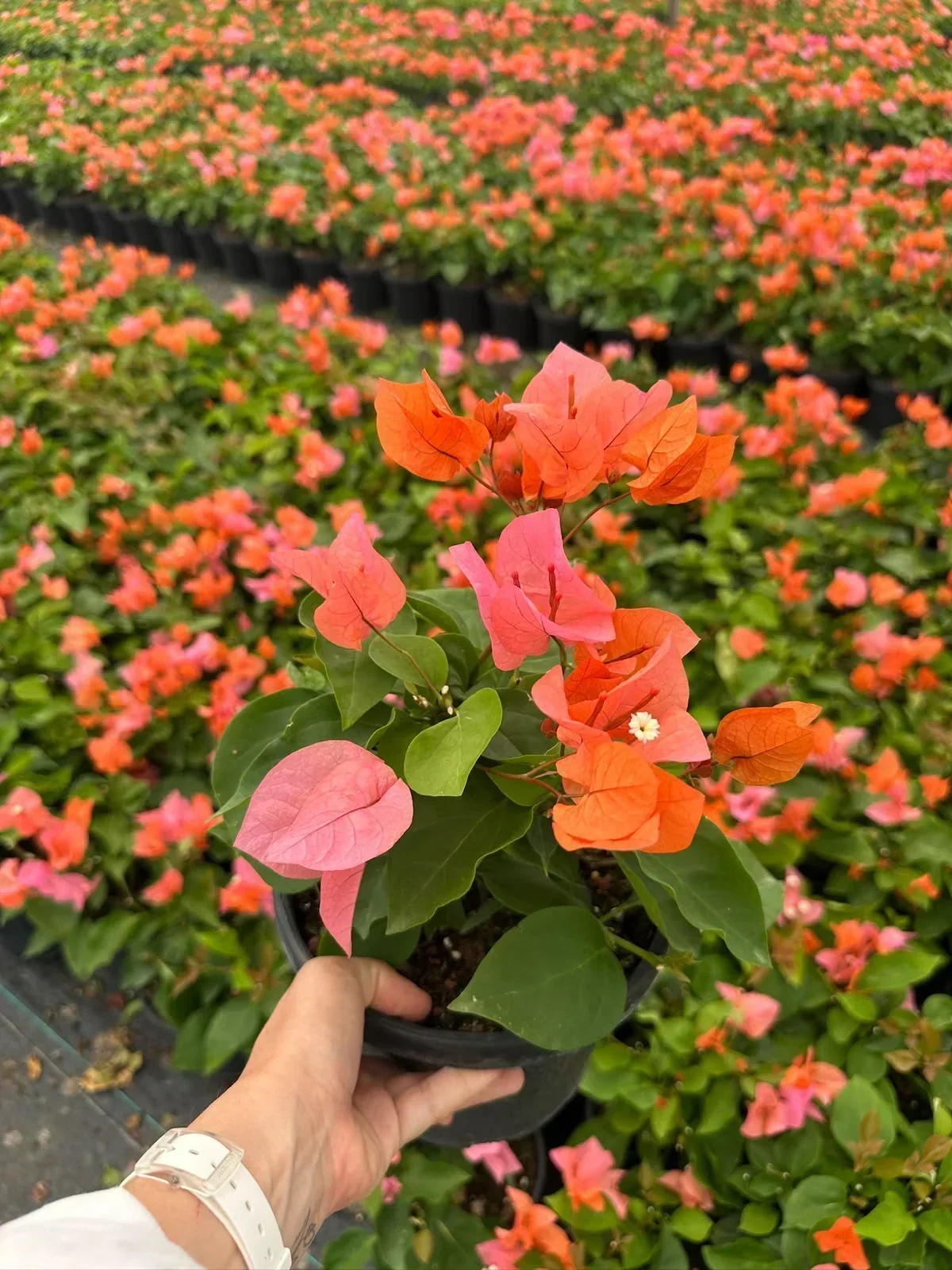 Sera Flora üretimi renkli Bougainvillea begonvil çeşitleri ve peyzaj bitkileri