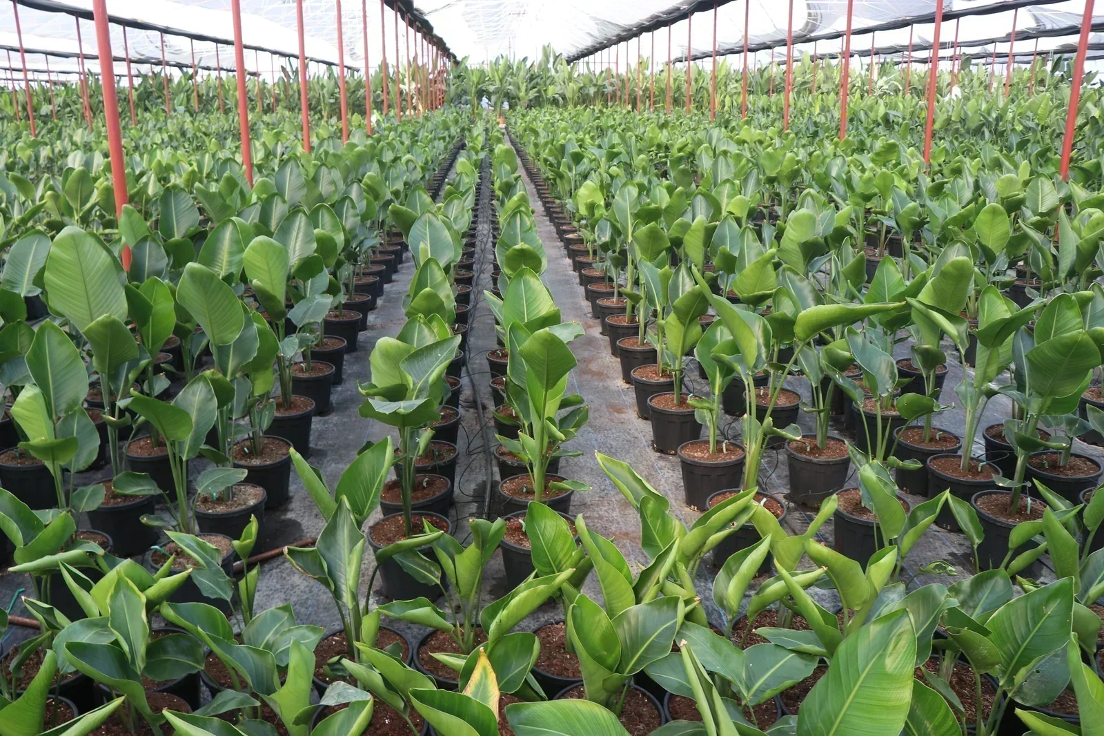 Sera Flora üretimi renkli Bougainvillea begonvil çeşitleri ve peyzaj bitkileri
