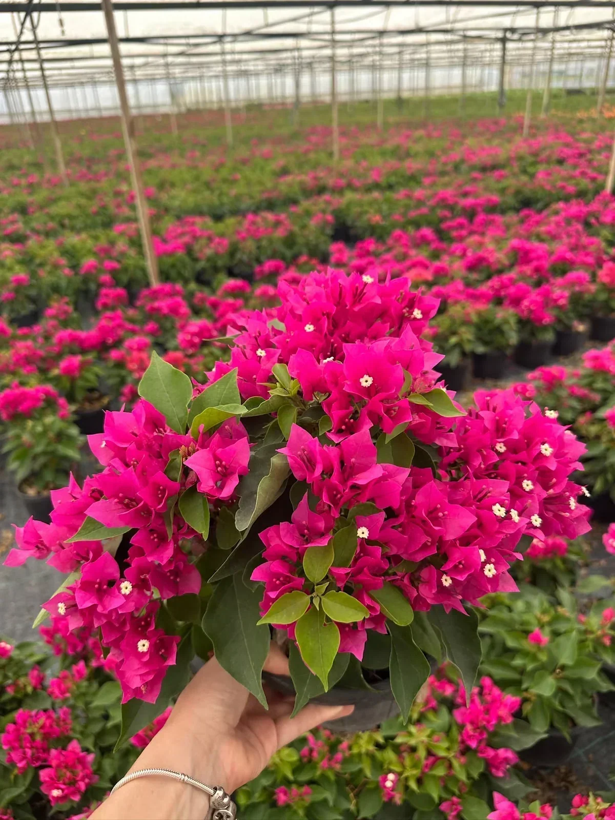 Sera Flora üretimi renkli Bougainvillea (begonvil) çeşitleri ve peyzaj bitkileri