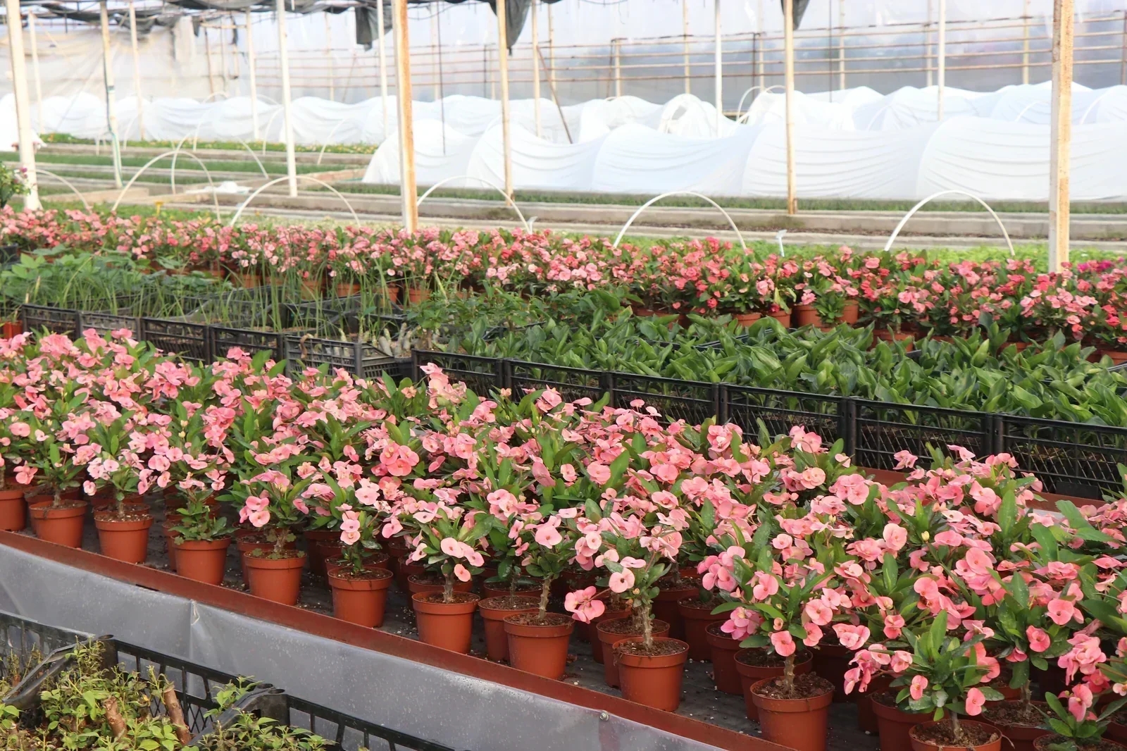 Sera Flora üretimi renkli Bougainvillea begonvil çeşitleri