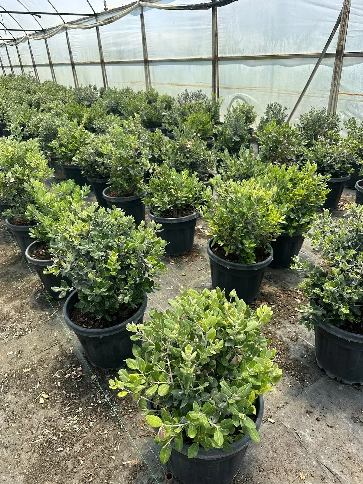 Sera Flora üretimi renkli Bougainvillea begonvil çeşitleri