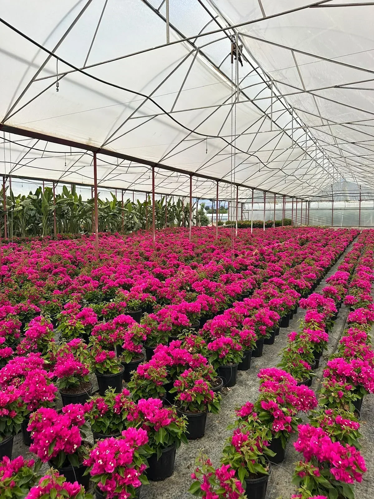 Sera Flora üretimi renkli Bougainvillea begonvil bitkisi çeşitleri