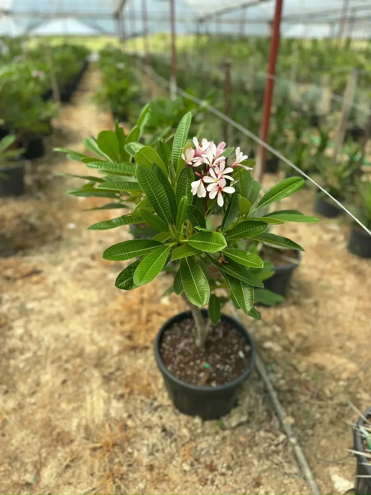 Sera Flora üretimi renkli Bougainvillea begonvil çeşitleri ve peyzaj bitkileri.