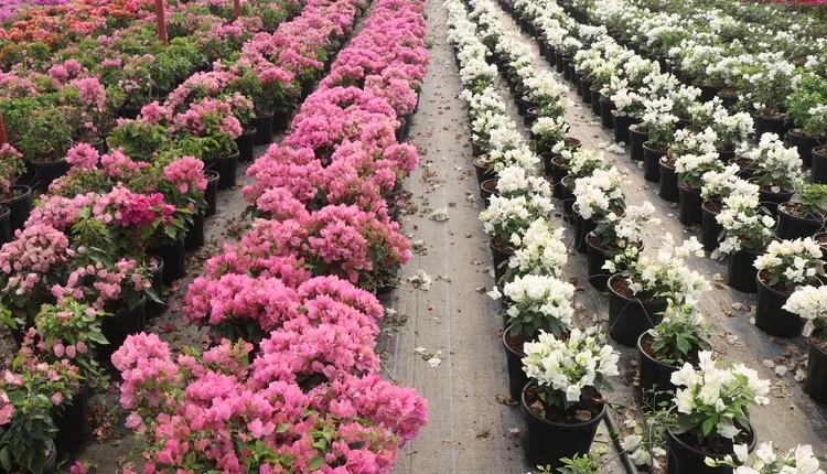 Sera Flora'nın renkli Bougainvillea begonvil çeşitleri ve peyzaj bitkileri