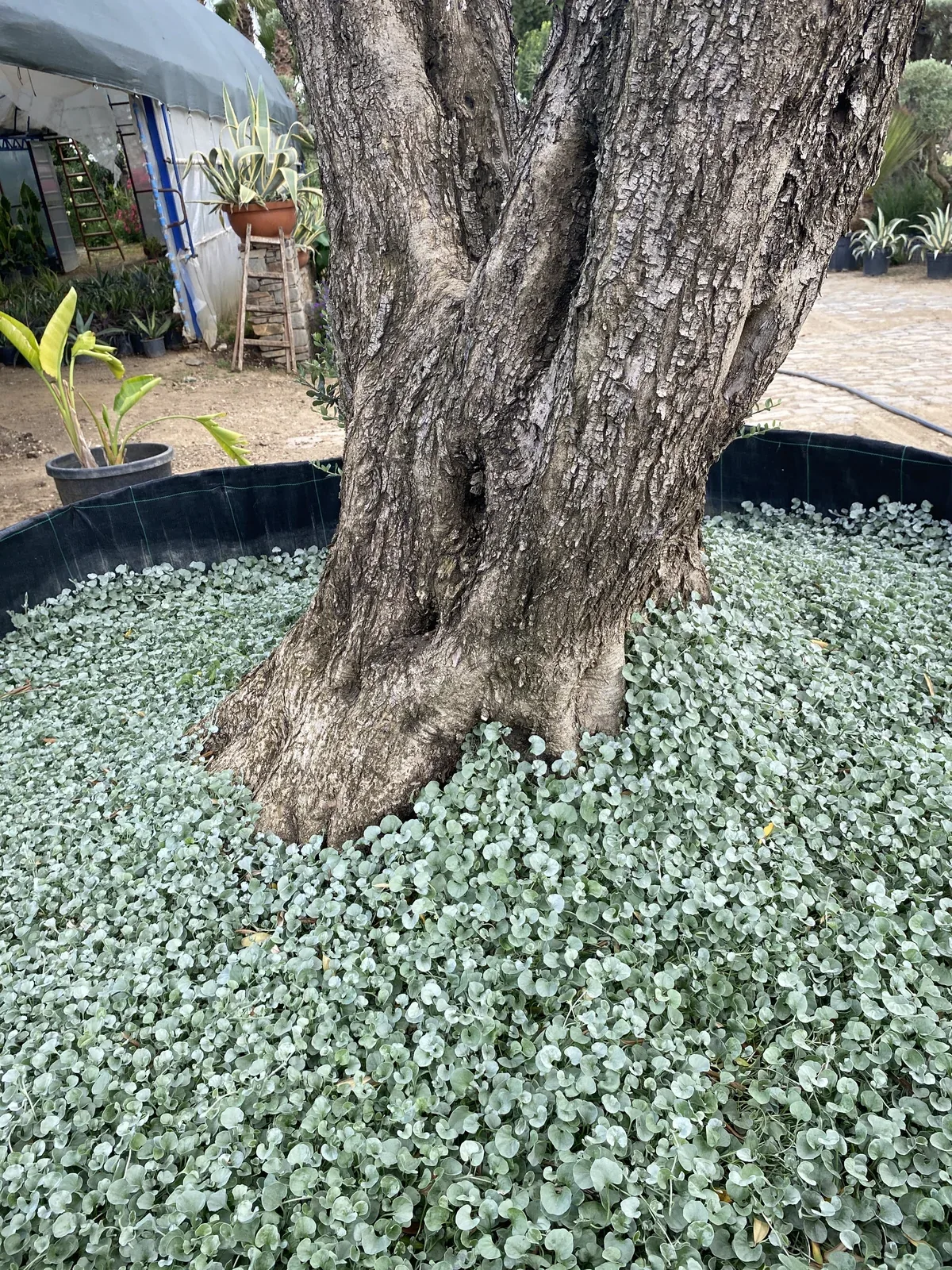 Fidanlıkta yetişen ve makro bonsaiye dönüştürülen yaşlı zeytin ağacı bakımı