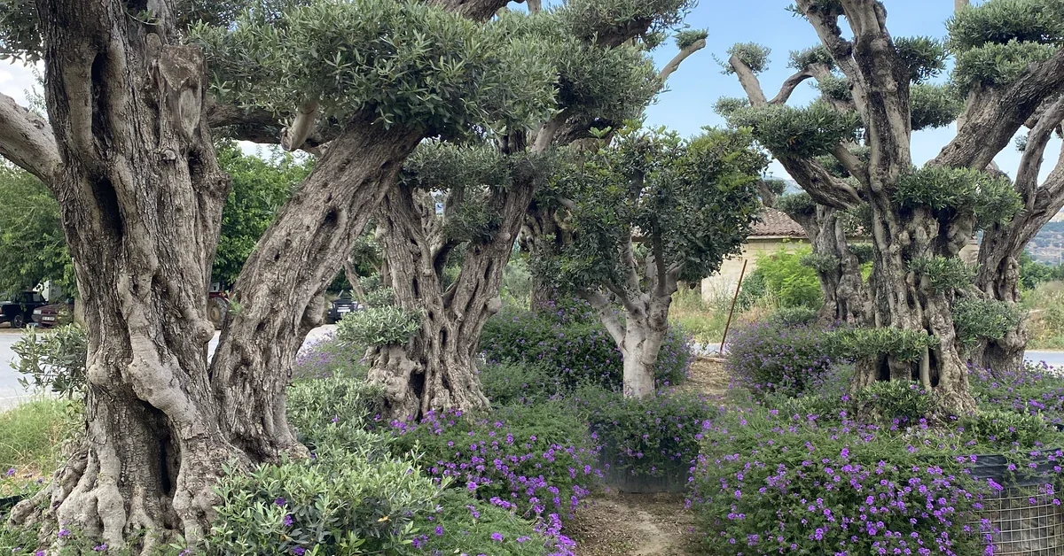 Zeytin agaci makro bonsai katma deger Zeytin ağacından üretilen makro bonsai peyzaj tasarımı