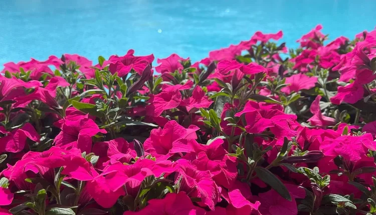 Antalya Ekovizyon Peyzaj kurucusu Peyzaj Mimarı Veral Ağıl ve peyzaj üretimi