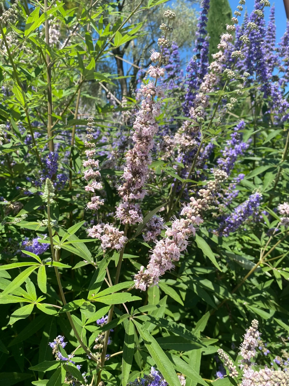 Antalya Gazipaşa doğal florasında yetişen çiçekli Hayıt Çalısı (Vitex agnus-castus)