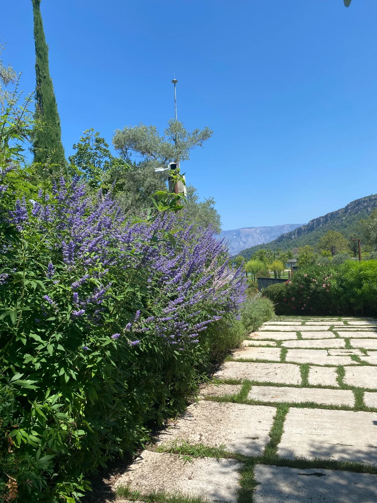 Antalya Gazipaşa doğal florasında yetişen Vitex agnus-castus hayıt çalısı