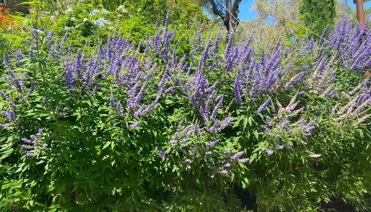 Antalya Gazipaşa doğal Vitex agnus-castus hayıt çalısı popülasyonu
