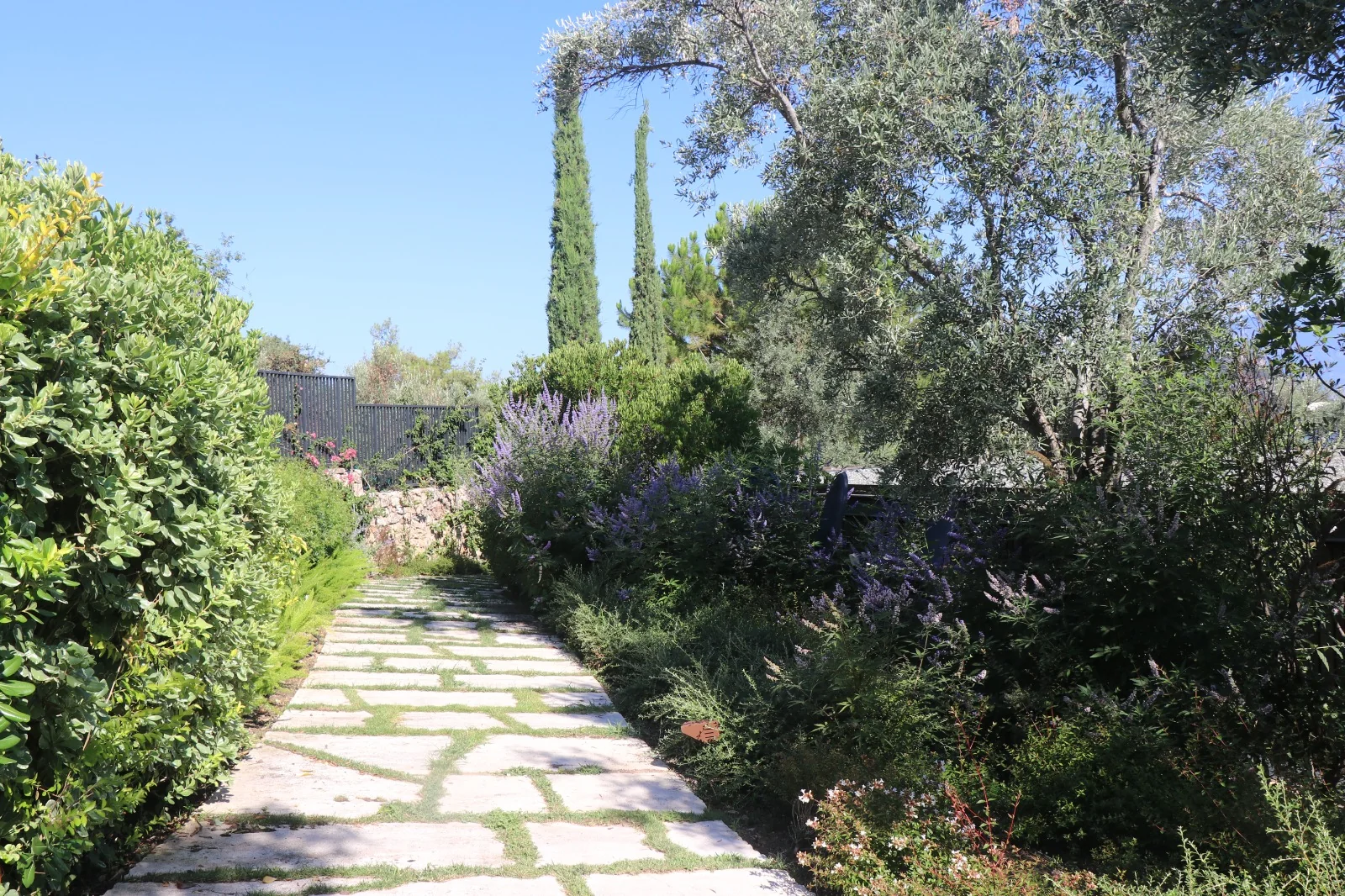 Antalya Gazipaşa florasında yetişen Vitex agnus-castus hayıt çalısı